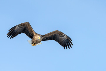 White tailed sea eagle in Rausu, Hokkaido where these magnificient eagles can be observed in close proximity.