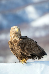 White tailed sea eagle in Rausu, Hokkaido where these magnificient eagles can be observed in close proximity.
