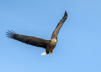 White tailed sea eagle in Rausu, Hokkaido where these magnificient eagles can be observed in close proximity.