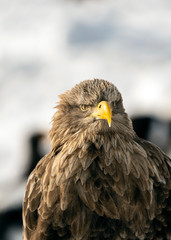 White tailed sea eagle in Rausu, Hokkaido where these magnificient eagles can be observed in close proximity.