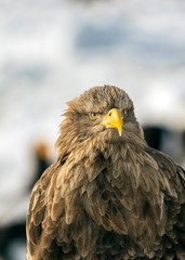 White tailed sea eagle in Rausu, Hokkaido where these magnificient eagles can be observed in close proximity.