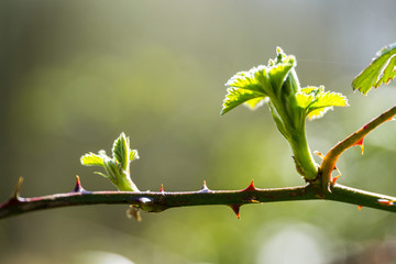 blooming blackberry bush with thorns