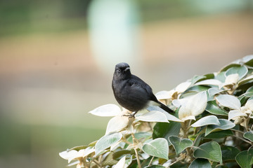 Beautiful Pied Bush Chat  male sitting on the leaves in green open beautiful frame.