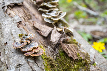 Mushrooms on a trunk in a mossy forest. Smoky polypore or smoky bracket, species of fungus, plant pathogen that causes white rot in live trees, but most commonly appears on dead wood