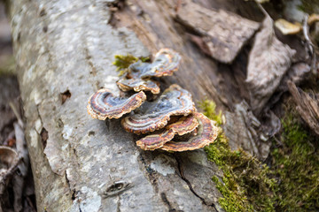 Mushrooms on a trunk in a mossy forest. Smoky polypore or smoky bracket, species of fungus, plant pathogen that causes white rot in live trees, but most commonly appears on dead wood