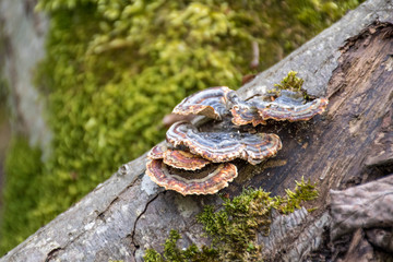 Mushrooms on a trunk in a mossy forest. Smoky polypore or smoky bracket, species of fungus, plant pathogen that causes white rot in live trees, but most commonly appears on dead wood