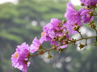 Queen's Crape-myrtle
