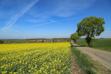 Obraz premium Spring landscape with bright yellow rapeseed fields