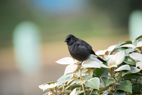 Beautiful Pied Bush Chat  male sitting on the leaves in green open beautiful frame.