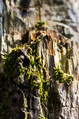 broken tree bark with moss