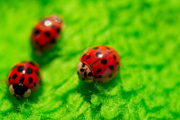 little red ladybugs on green fabric close up micro shot