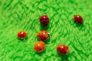 little red ladybugs on green fabric close up micro shot