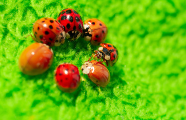 little red ladybugs on green fabric close up micro shot