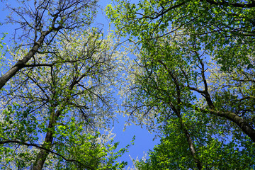 Sky seen thru trees