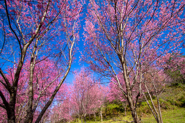 cherry tree in spring