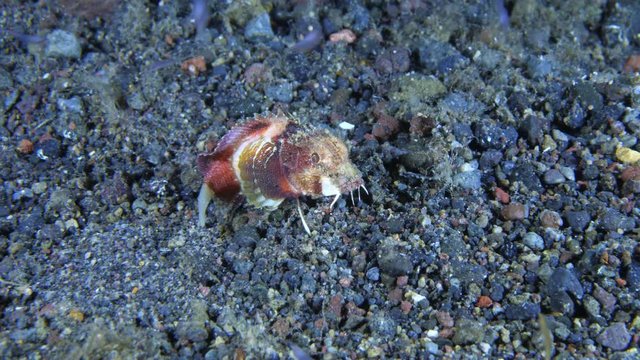 Scorpion fish - Striped Stinger - Minous trachycephalus is walks along the seabed. Underwater video 4k. Night diving in Tulamben and Amed, Bali, Indonesia. 