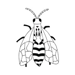 Hand drawn black wasp. Vector illustration.