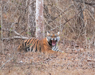 Aggressive Tiger in royal look, angry tiger open mouth and pulling tong out. tiger Gape.