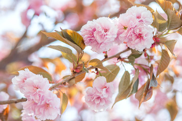 Cherry blossoms. Cherry blossom close-up. Japanese cherry.