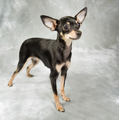 Russian toy terrier puppy on grey background