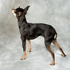 Russian toy terrier puppy on grey background