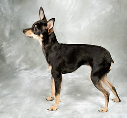 Russian toy terrier puppy on grey background