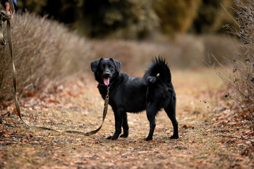 Little beautiful black dog runs through the autumn forest