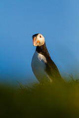 Papageitaucher (Fratercula arctica) auf Island