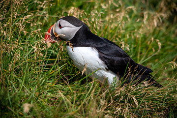 The Atlantic puffin, also known as the common puffin