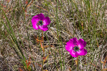 Drosera  cistiflora east of Citrusdal, Western Cape, South Africa