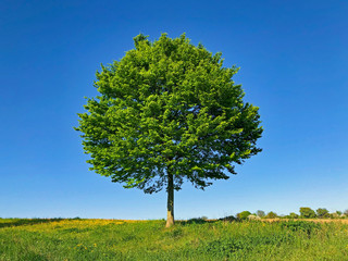 Fototapeta na wymiar Ein Baum im Frühling