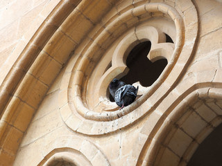 Israel Jerusalem Pater Noster church pigeon