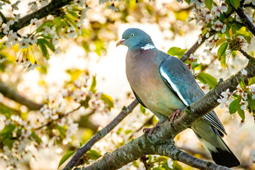 pigeon between the blossom