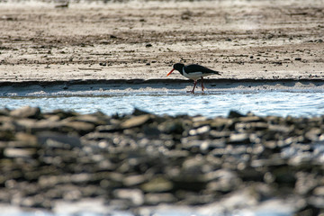 oystercatcher