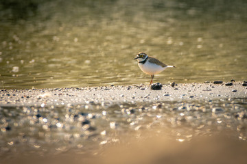 Little ringed plover