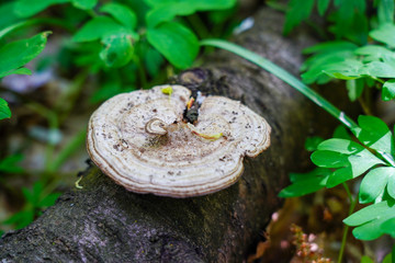 tree mushroom