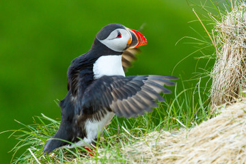 Papageitaucher (Fratercula arctica) auf Island