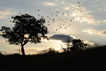 silhouettes of trees and birds on sky backgrounds