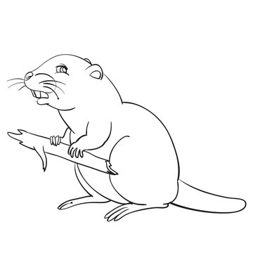 beaver sitting with a stick in his hands, outline drawing, coloring book, wild animal, vector illustration,