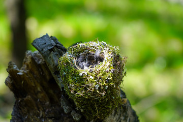 Bird nest
