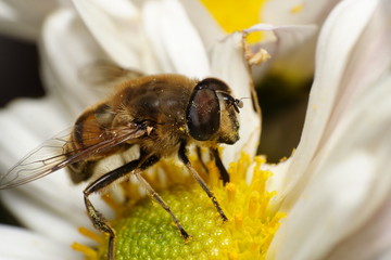Australian Native Bee collecting pollen from a Daisy flower