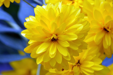 yellow flower