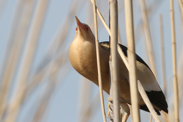A male little bittern in breeding plumage sits on reed and sings a wedding song. A bloated throat...