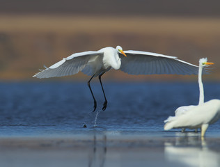 The Great Egret lands on the blue water next to other birds and close to them