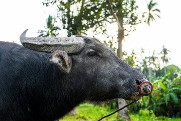 Black buffalo grazes in a meadow in the tropical jungle