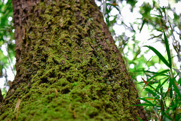 苔むした樹木　多摩よこやまの道