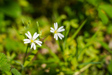 White wild flowers