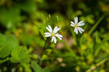 White wild flowers
