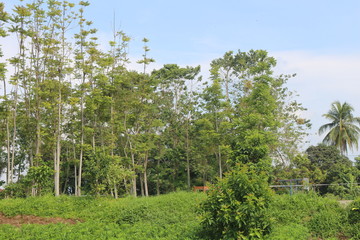 The phanorama of nature in our country