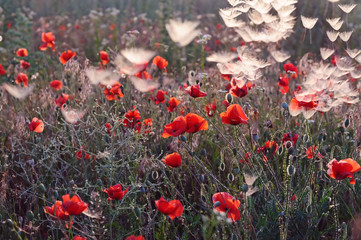 Blossom of red poppies and white fluffs from dandelions in the air in a summer meadow. Selective soft focus.